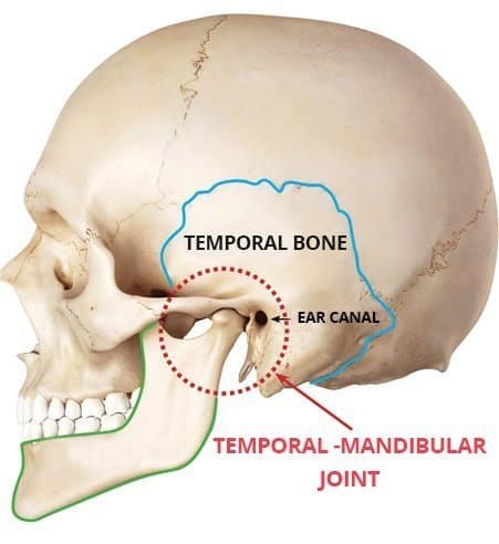 Anatomical illustration of the human skull, highlighting the temporal bone in blue, the mandible in green, and the temporomandibular joint in a red dotted circle, also showing the ear canal.